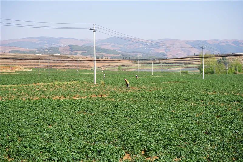 云迹青年|用30年书写马铃薯“论文”的“大学生”