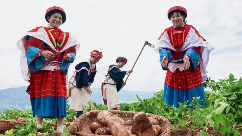 云迹青年|用30年书写马铃薯“论文”的“大学生”