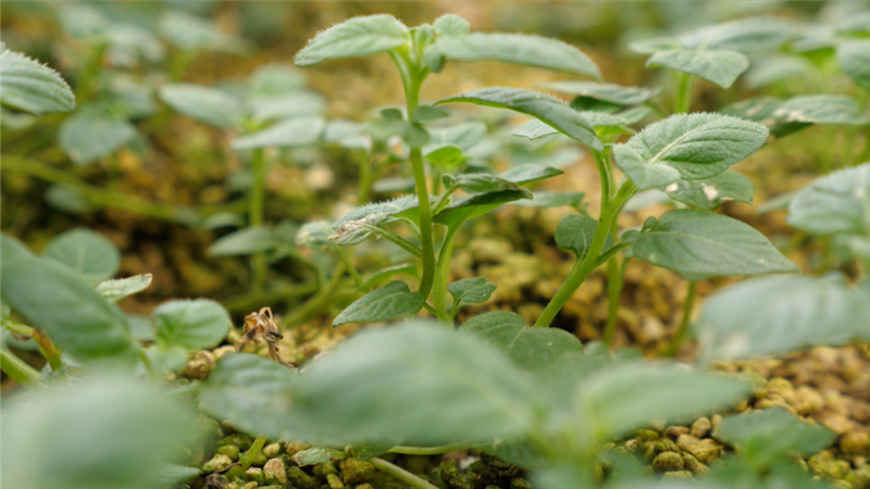 云迹青年|用30年书写马铃薯“论文”的“大学生”