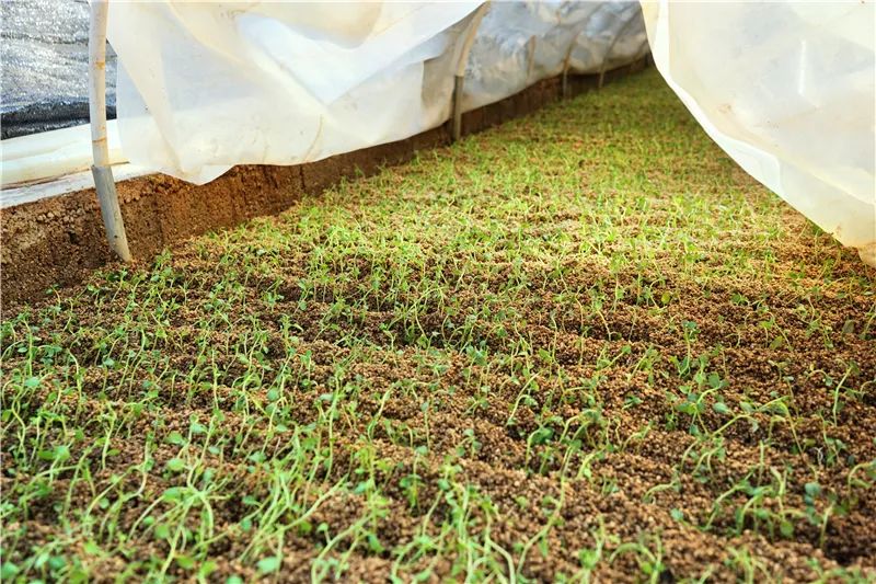 云迹青年|用30年书写马铃薯“论文”的“大学生”