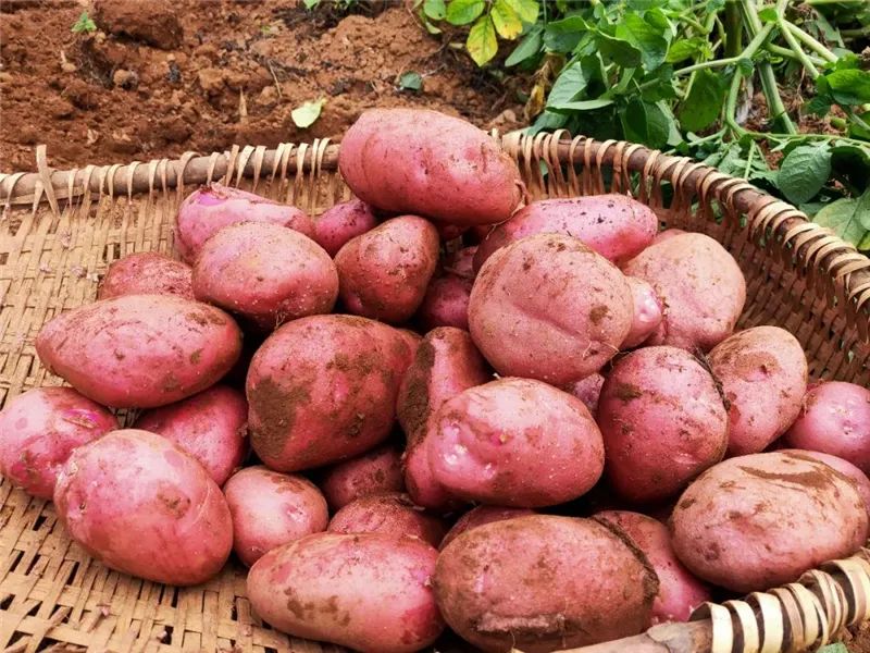 云迹青年|用30年书写马铃薯“论文”的“大学生”