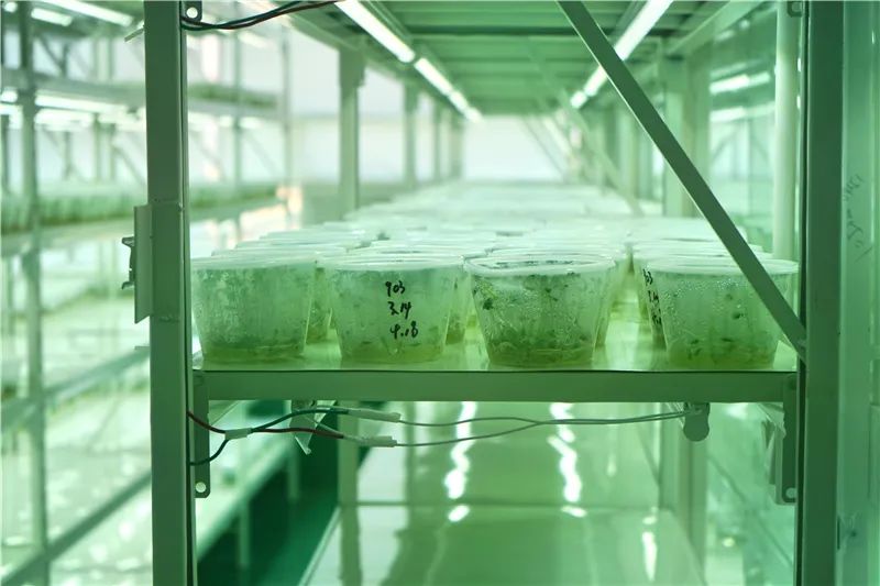 云迹青年|用30年书写马铃薯“论文”的“大学生”