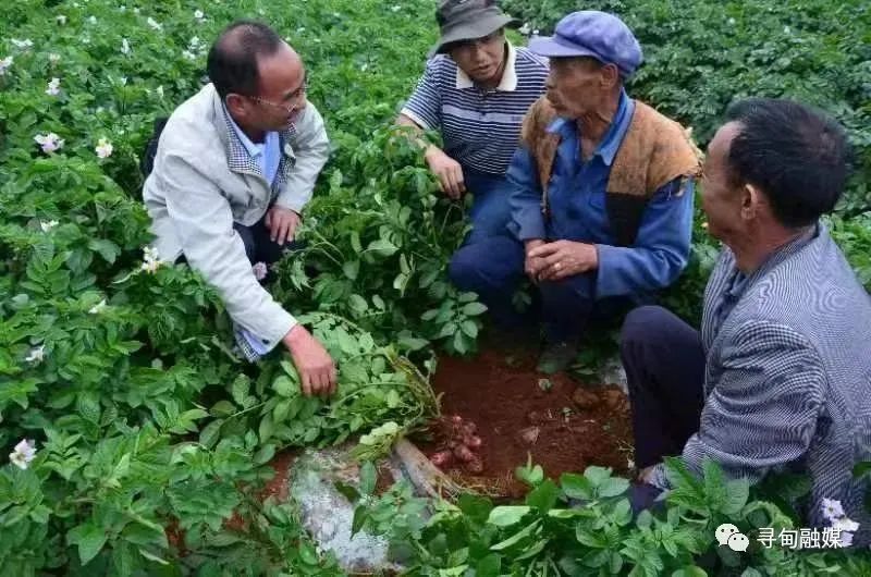 云迹青年|用30年书写马铃薯“论文”的“大学生”