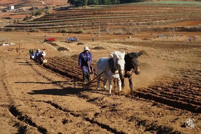 云迹青年|用30年书写马铃薯“论文”的“大学生”