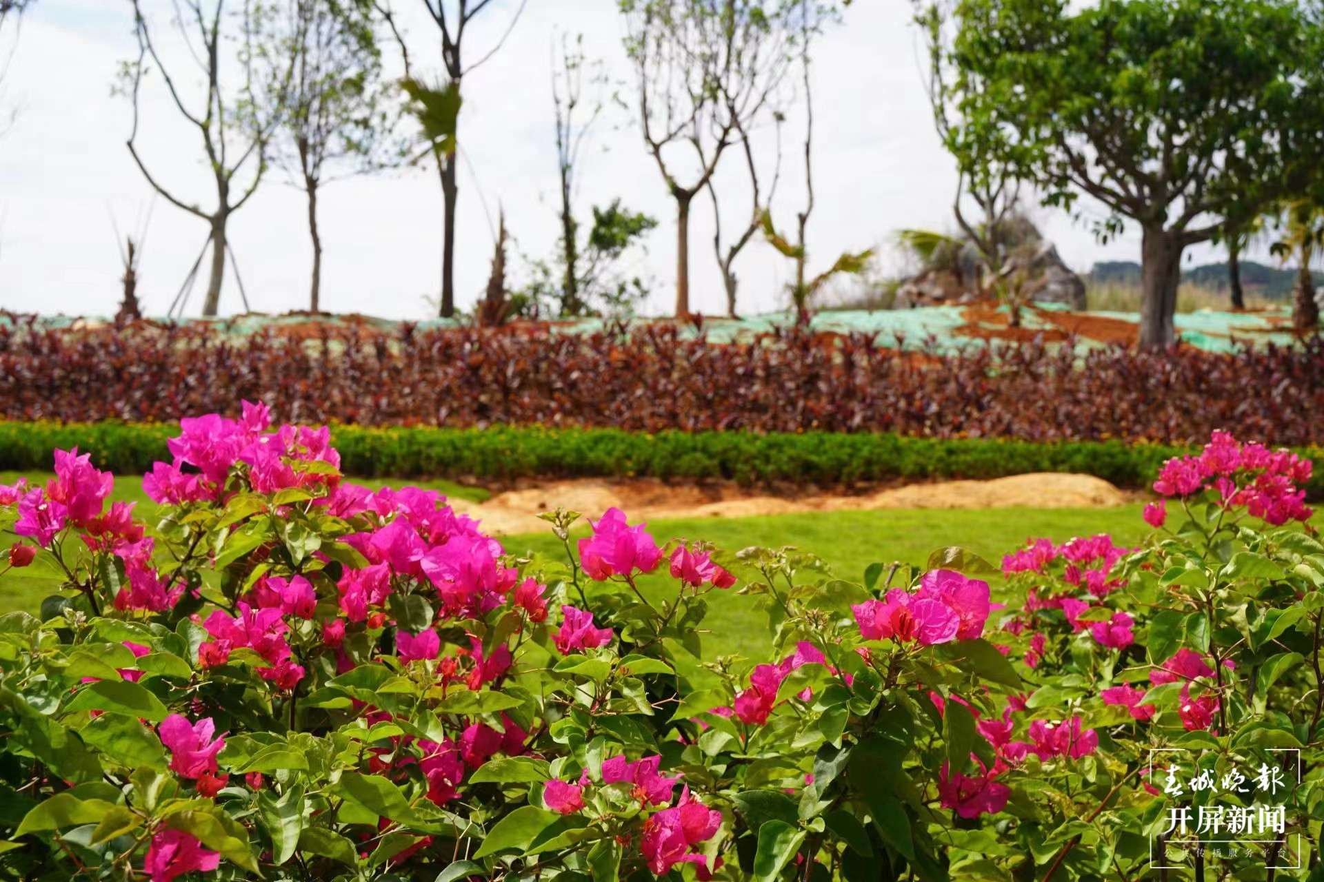 添绿增绿 打造文山城市新形象1.jpg