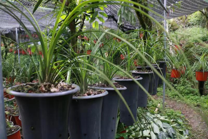 团结兴边看文山 | “卧榻闻花香”兰花种植美了家园富了群众