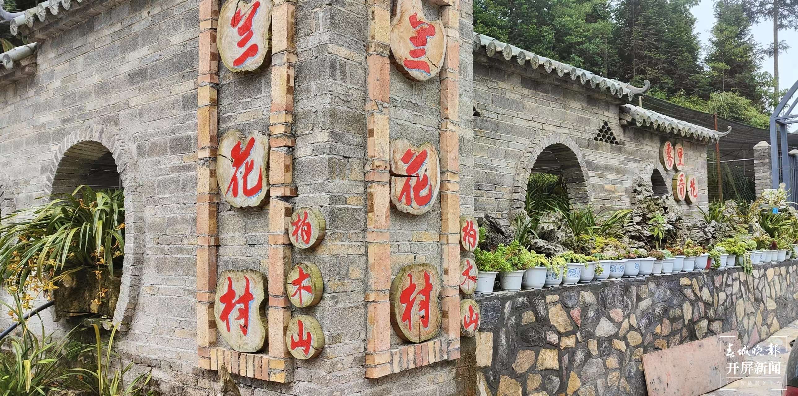 团结兴边看文山 | “卧榻闻花香”兰花种植美了家园富了群众