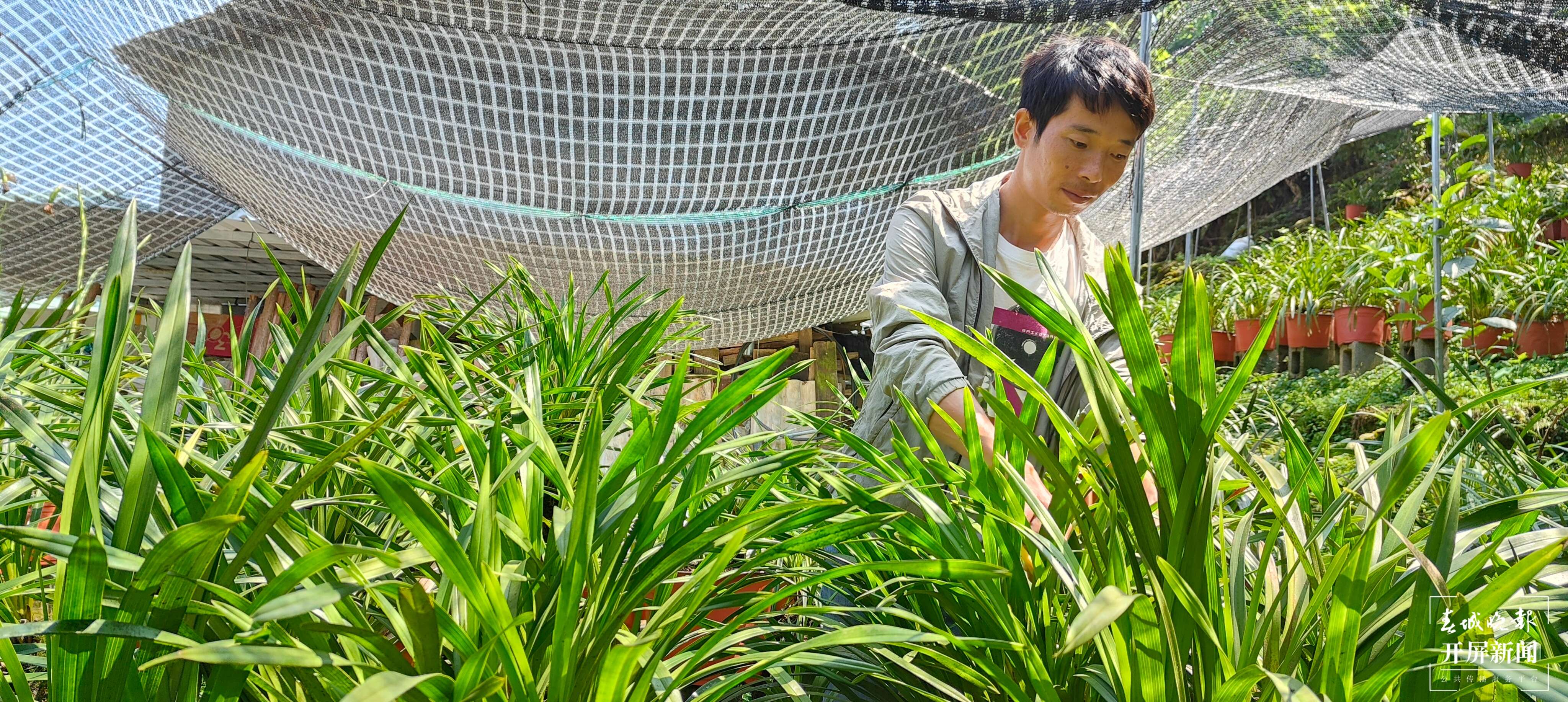 团结兴边看文山 | “卧榻闻花香”兰花种植美了家园富了群众