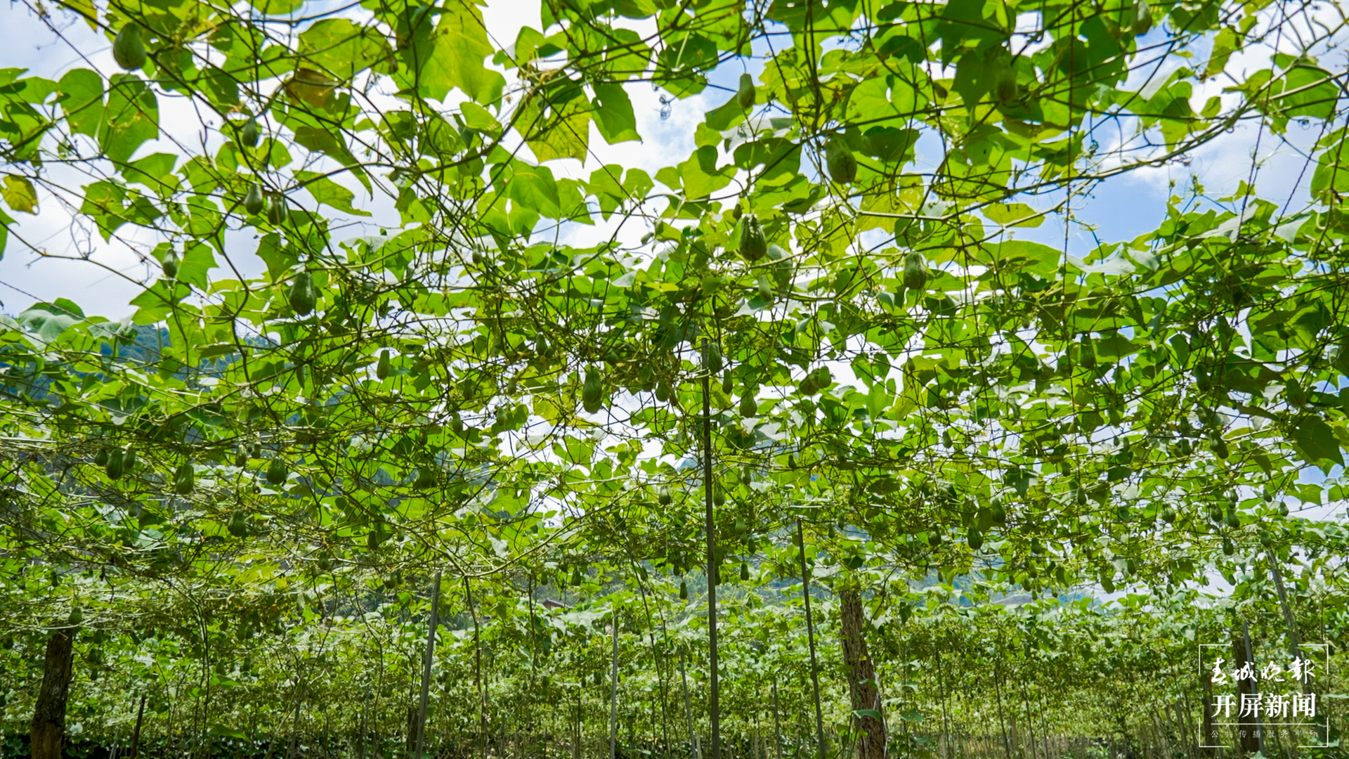 团结兴边看文山 | 种好佛手瓜，敲开“致富门”