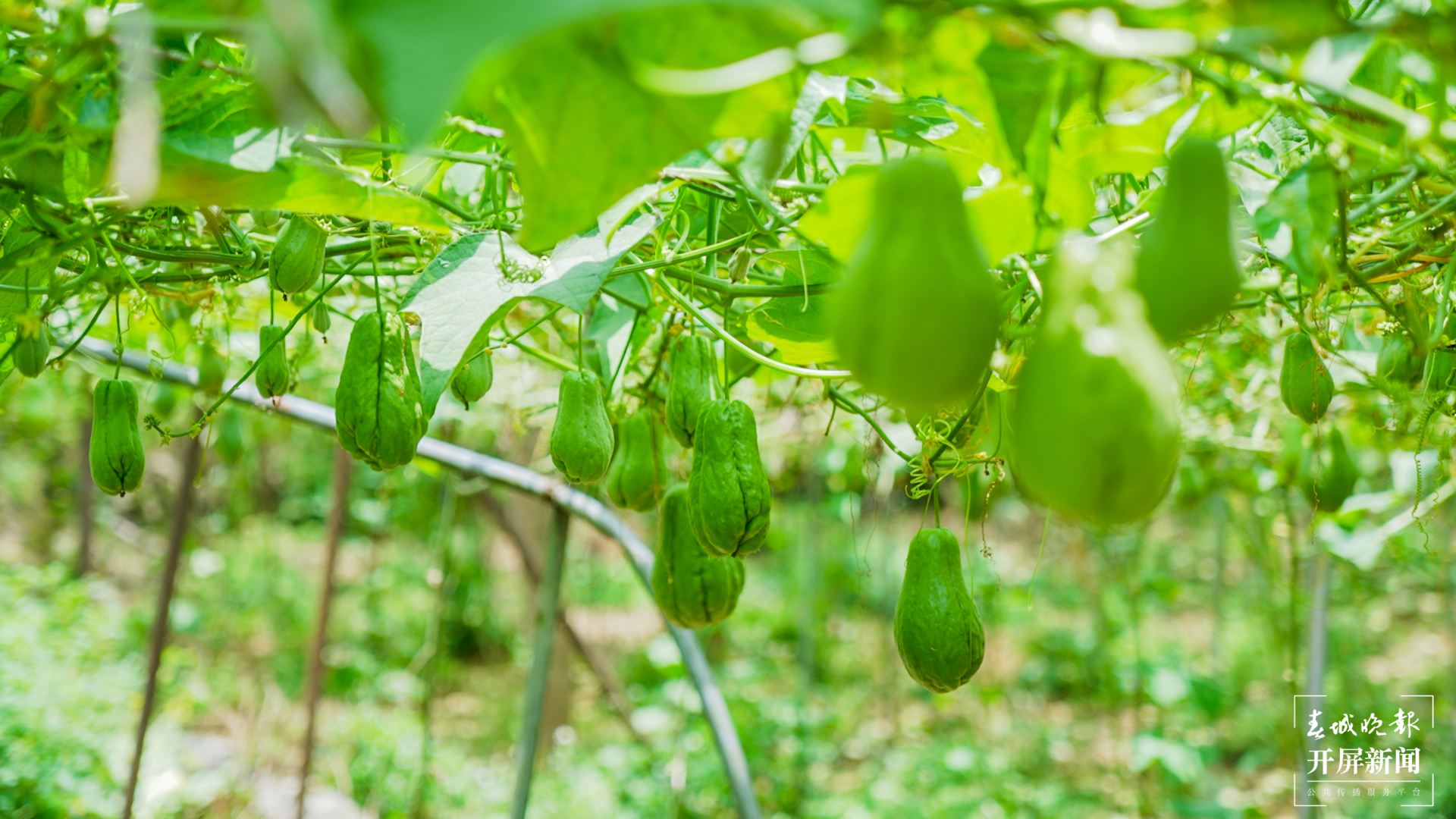 团结兴边看文山 | 种好佛手瓜，敲开“致富门”