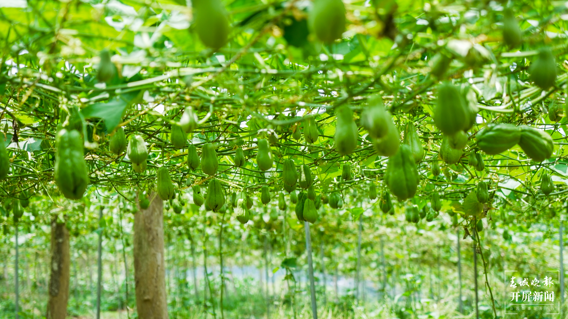 团结兴边看文山 | 种好佛手瓜，敲开“致富门”