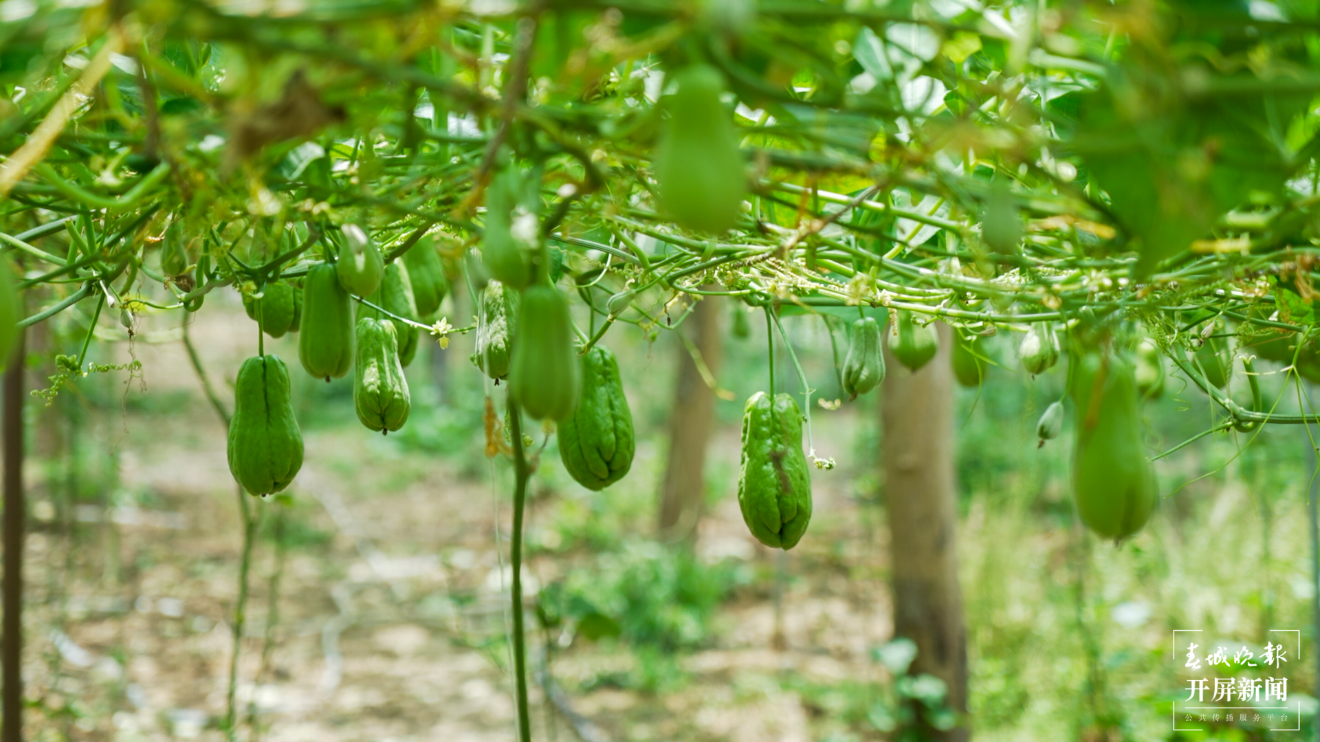 团结兴边看文山 | 种好佛手瓜，敲开“致富门”