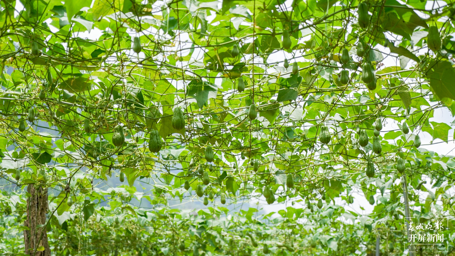 团结兴边看文山 | 种好佛手瓜，敲开“致富门”