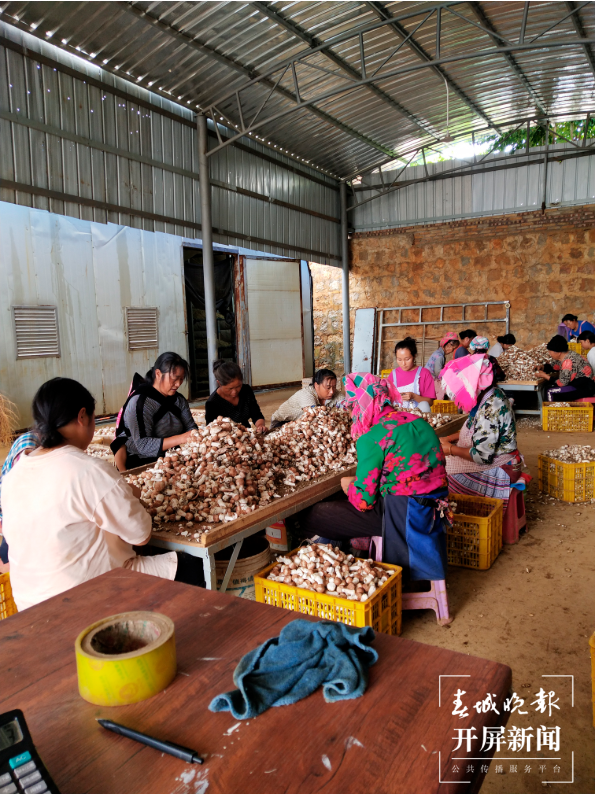文山市塘子寨：巴西菇铺就致富路3.png