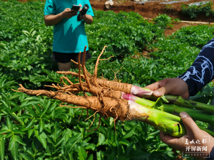 文山中药材种植，助力乡村振兴不“芷”步！2.png
