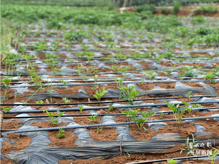 文山中药材种植，助力乡村振兴不“芷”步！3.png
