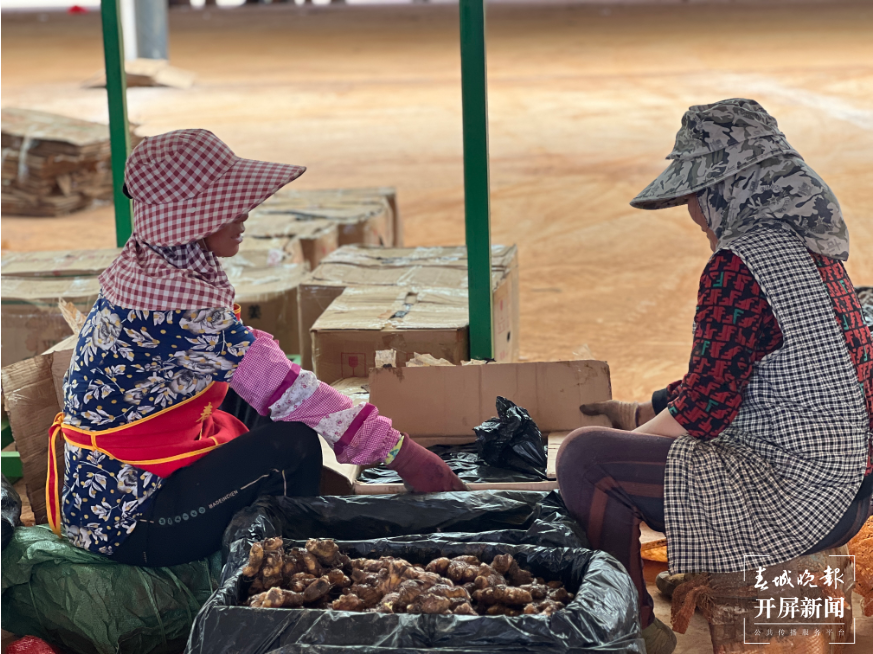 产业助力打破“姜”局 拓宽群众增收路3.png