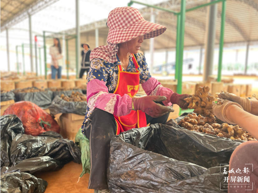 产业助力打破“姜”局 拓宽群众增收路2.png