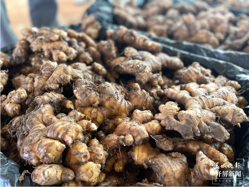 产业助力打破“姜”局 拓宽群众增收路1.png