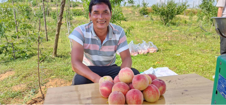 团结兴边看文山 | 老钟的桃子熟了！马关特色产业促农增收思路有了好效果