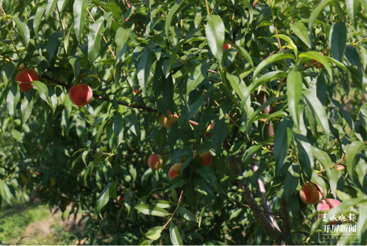 团结兴边看文山 | 老钟的桃子熟了！马关特色产业促农增收思路有了好效果