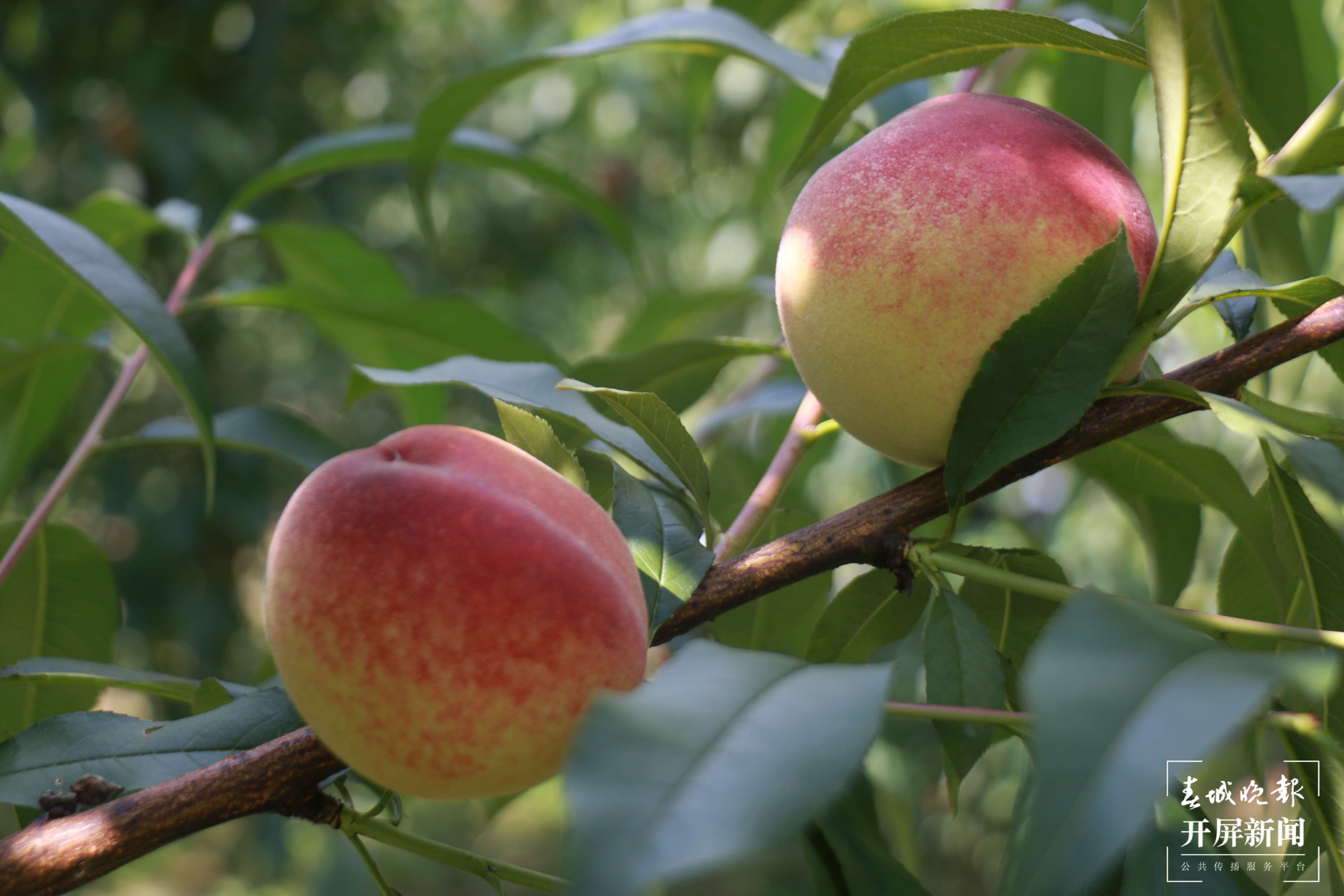 团结兴边看文山 | 老钟的桃子熟了！马关特色产业促农增收思路有了好效果