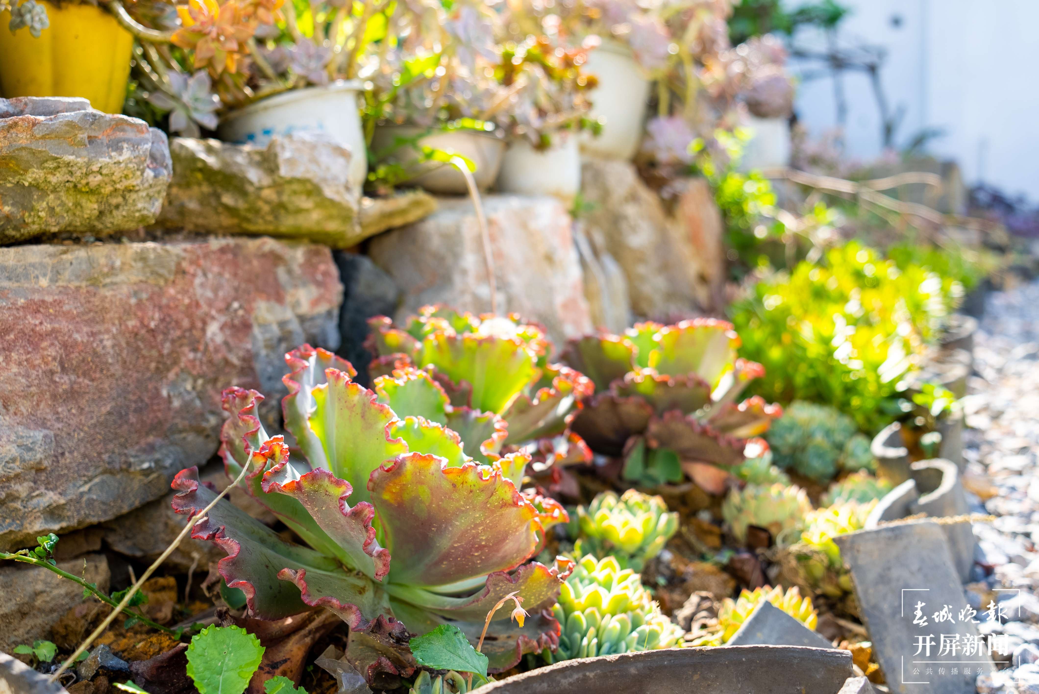 团结兴边看文山 | 多肉扮靓“方寸之地”，庭院“小美”助力乡村“大美”