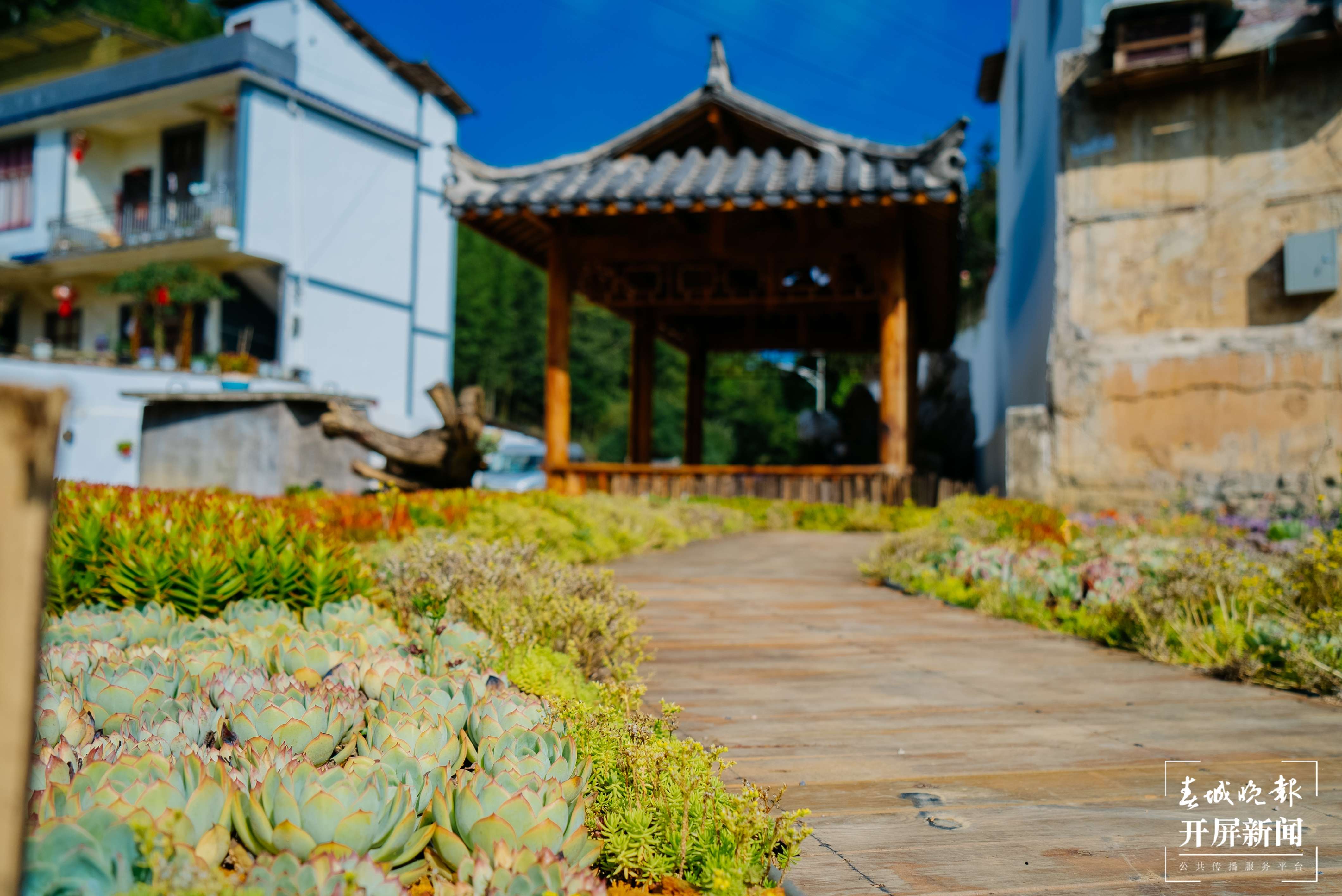 团结兴边看文山 | 多肉扮靓“方寸之地”，庭院“小美”助力乡村“大美”
