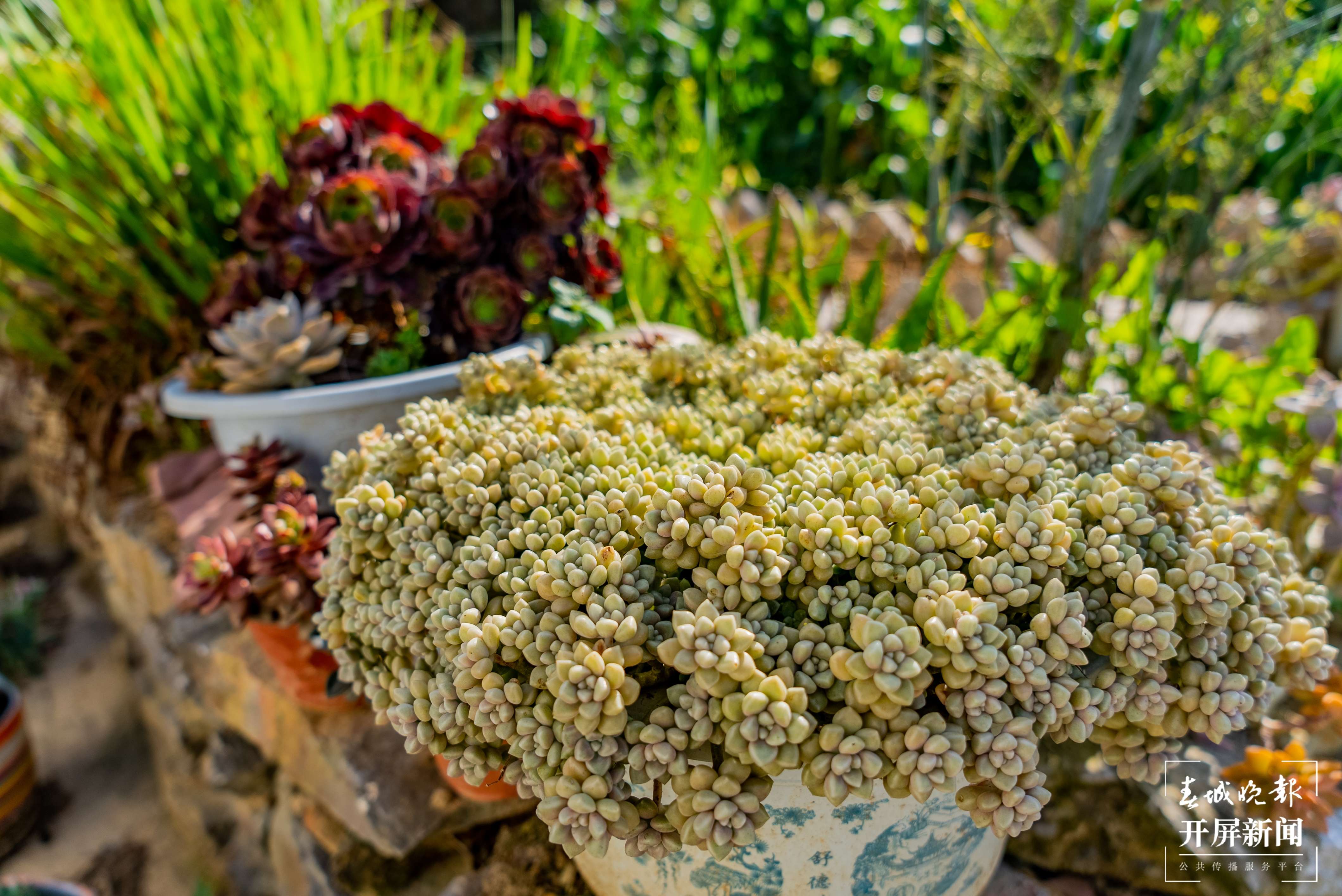 团结兴边看文山 | 多肉扮靓“方寸之地”，庭院“小美”助力乡村“大美”