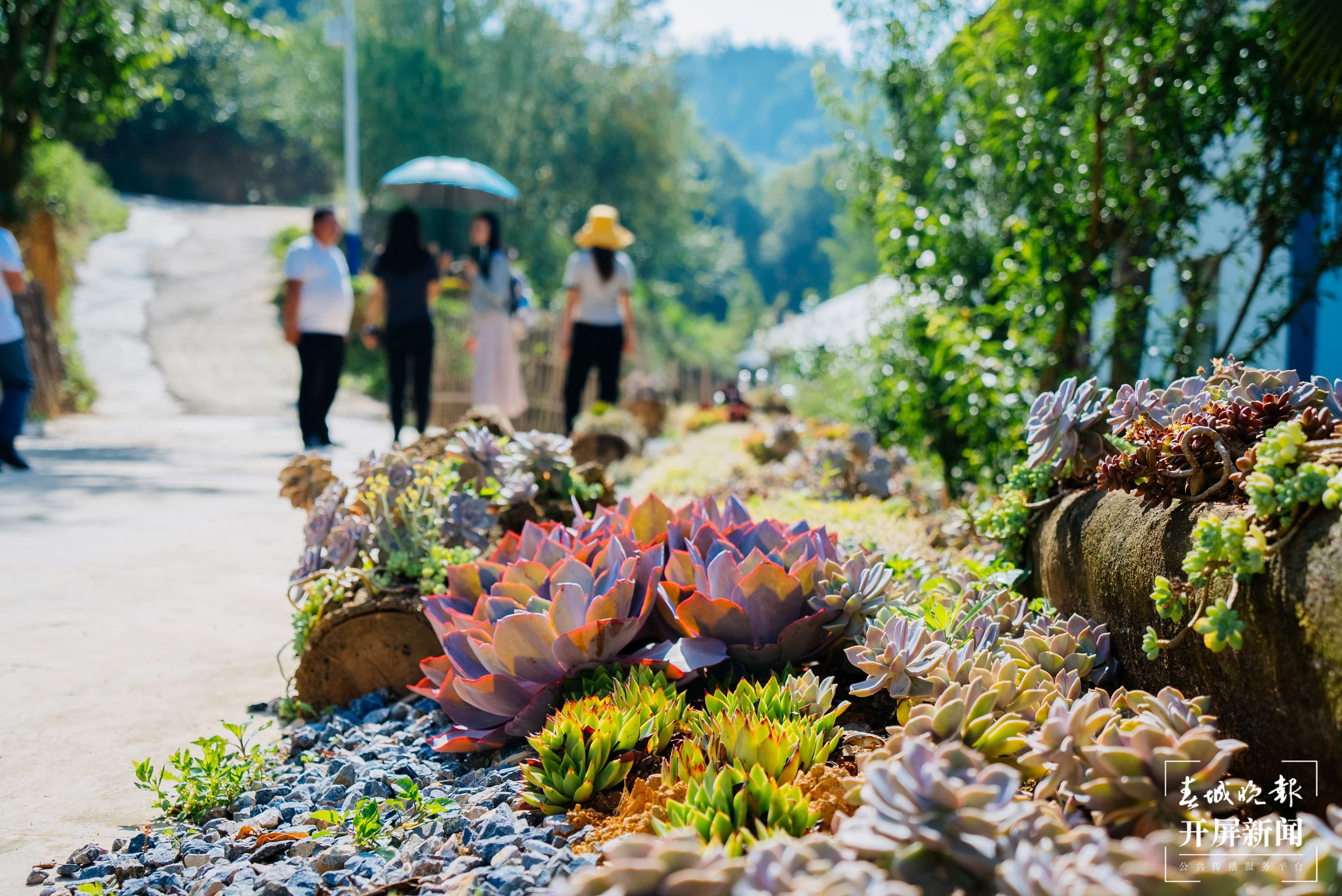 团结兴边看文山 | 多肉扮靓“方寸之地”，庭院“小美”助力乡村“大美”