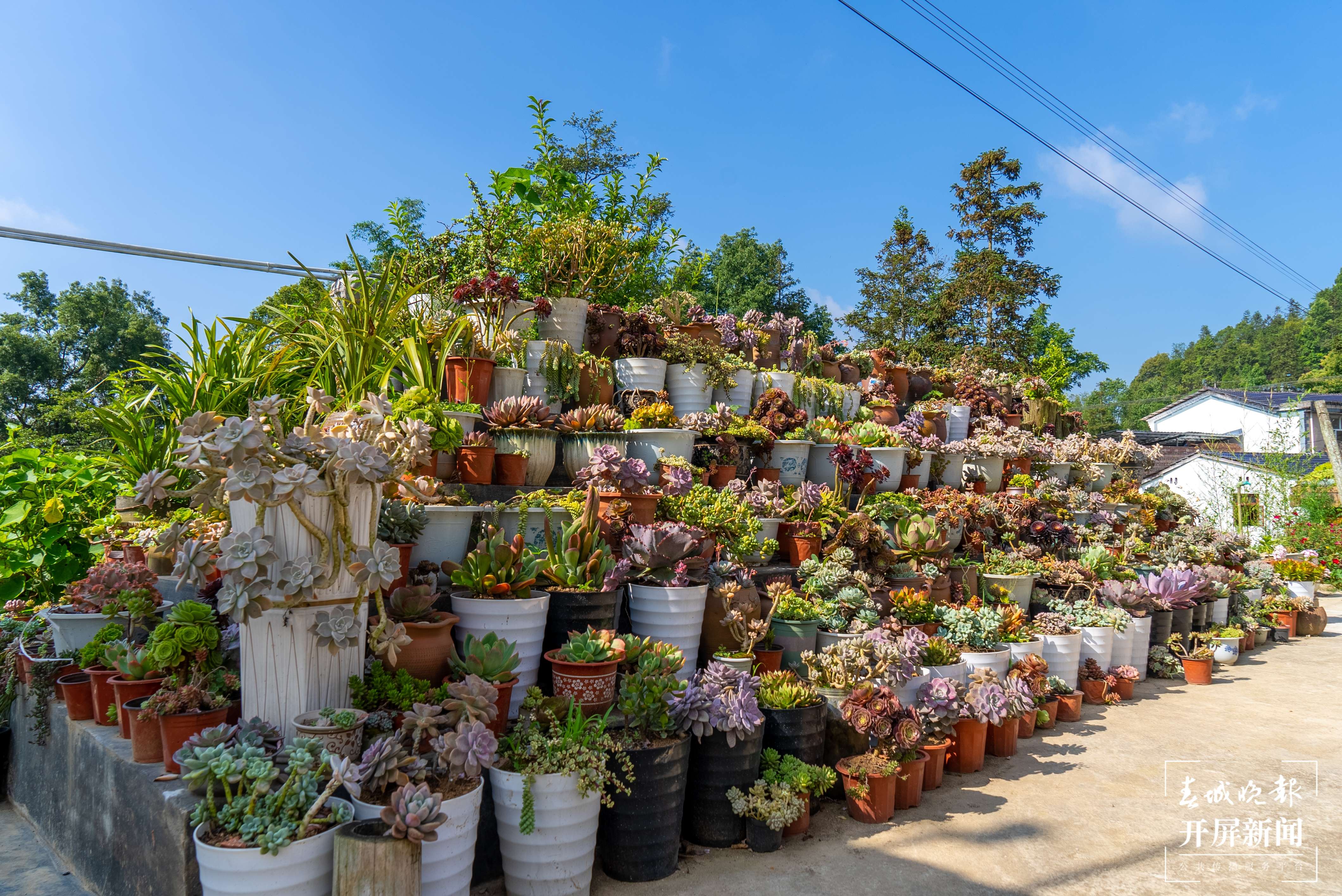 团结兴边看文山 | 多肉扮靓“方寸之地”，庭院“小美”助力乡村“大美”
