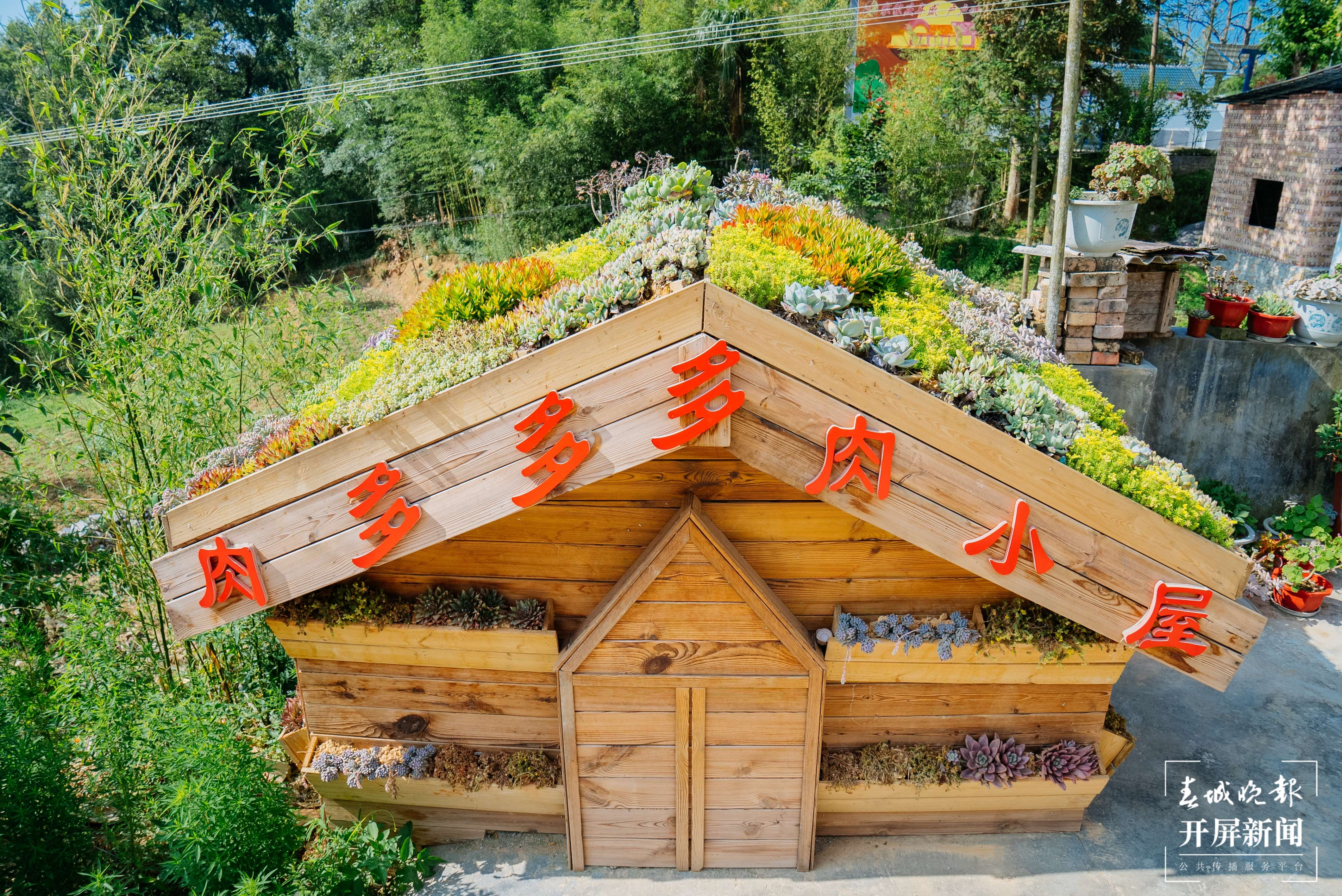 团结兴边看文山 | 多肉扮靓“方寸之地”，庭院“小美”助力乡村“大美”