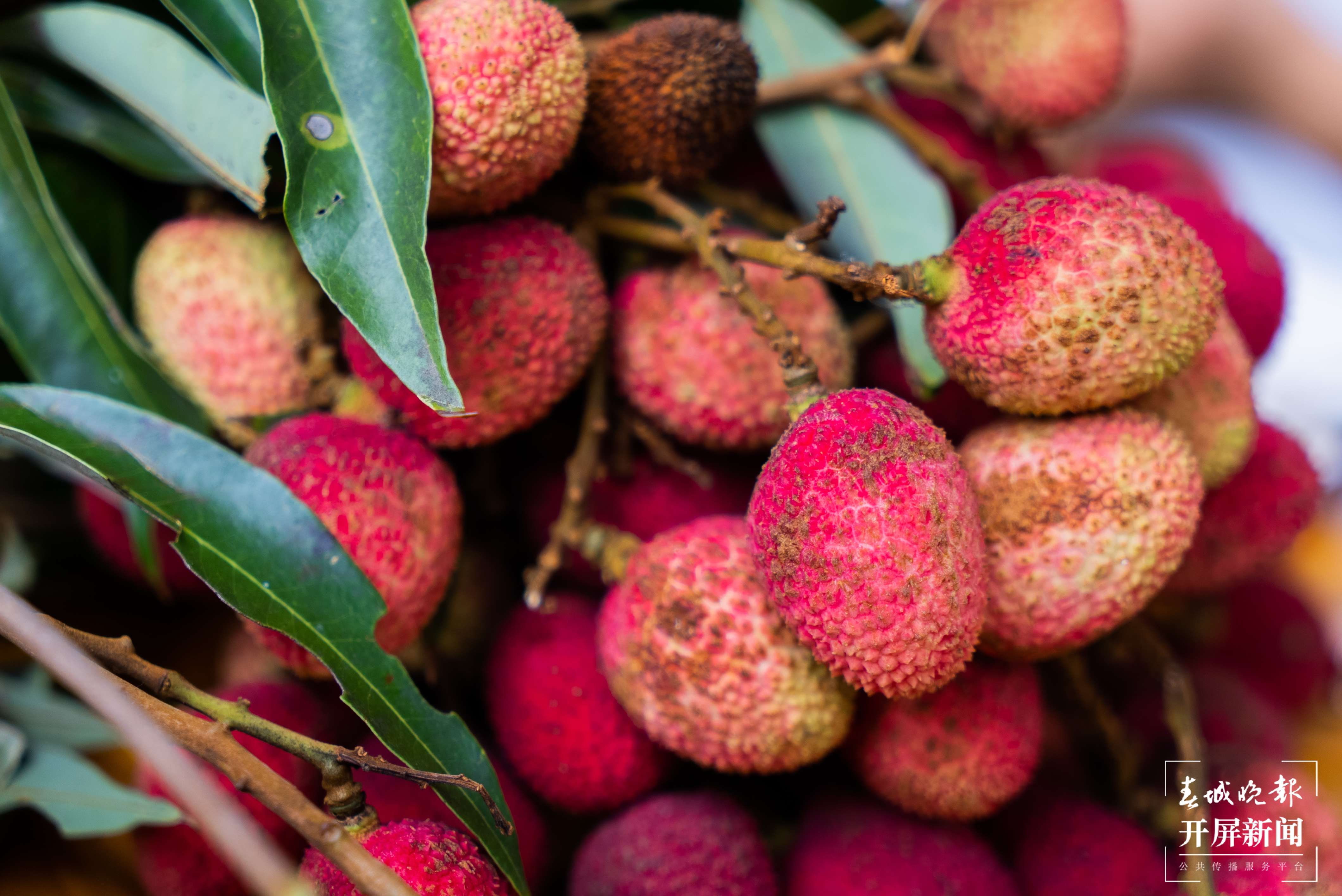 团结兴边看文山丨绿美边境村寨“晒”幸福