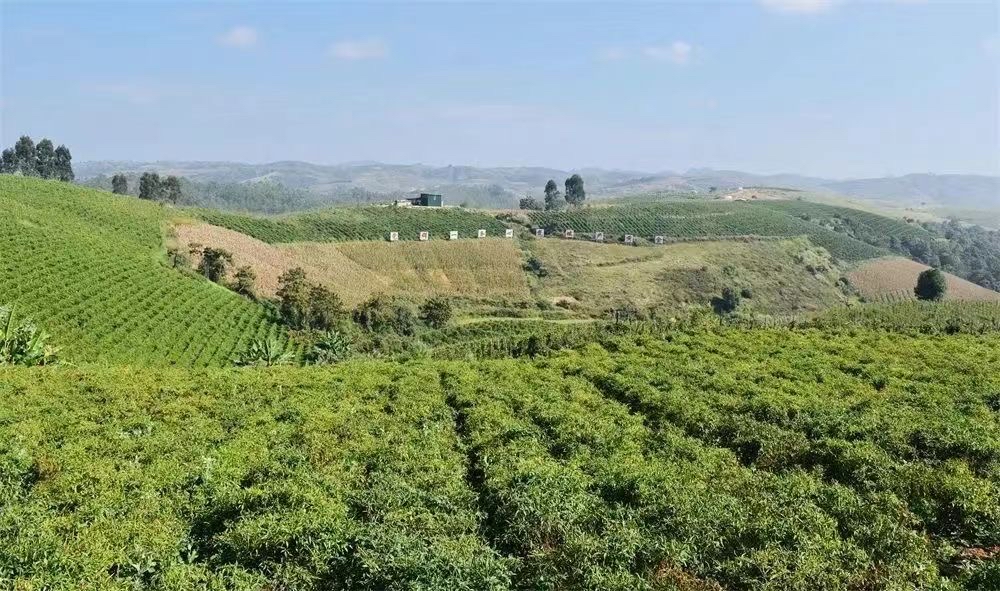 团结兴边看文山｜一颗酸果子的“甜蜜”致富经