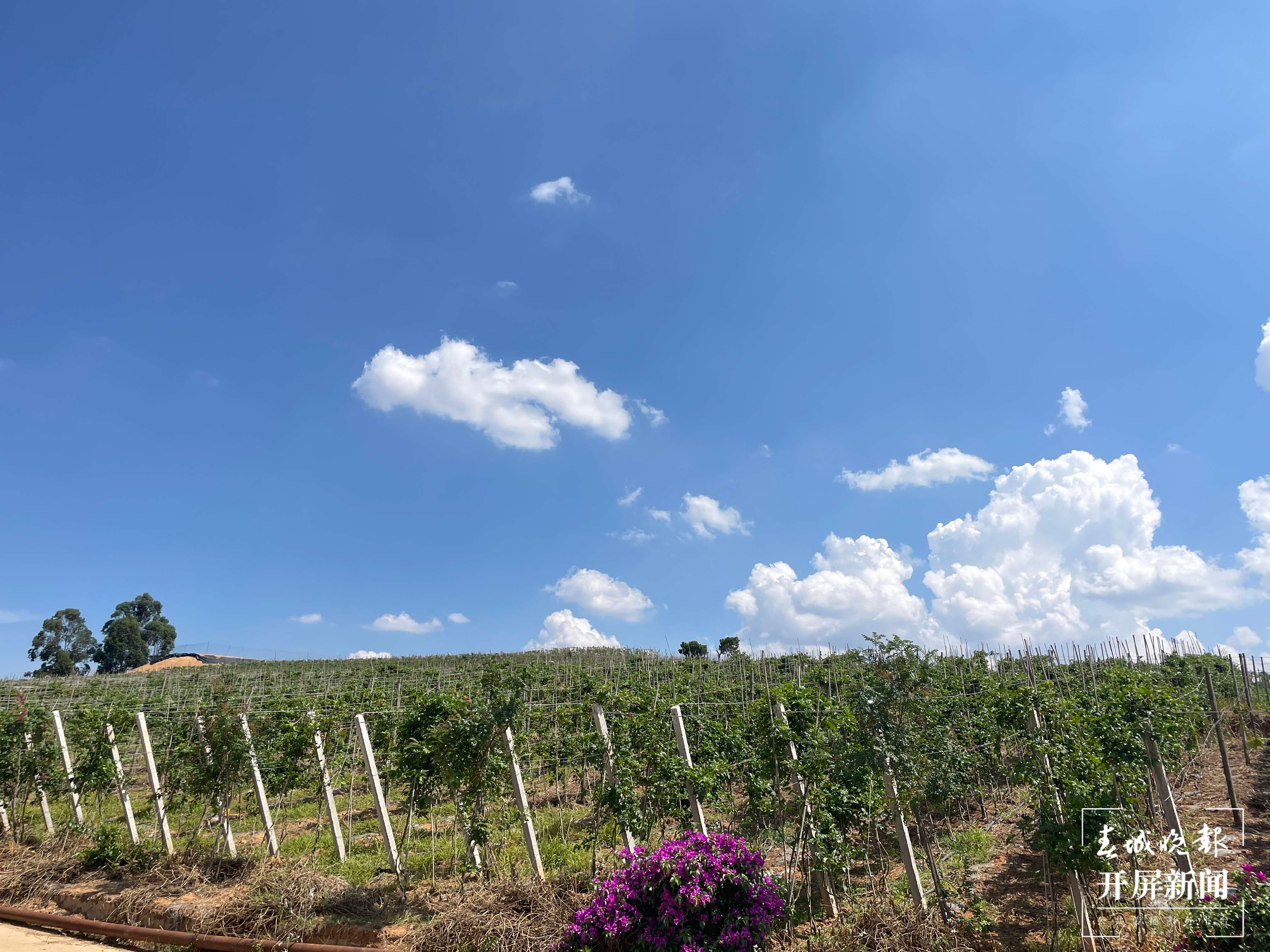 团结兴边看文山｜一颗酸果子的“甜蜜”致富经