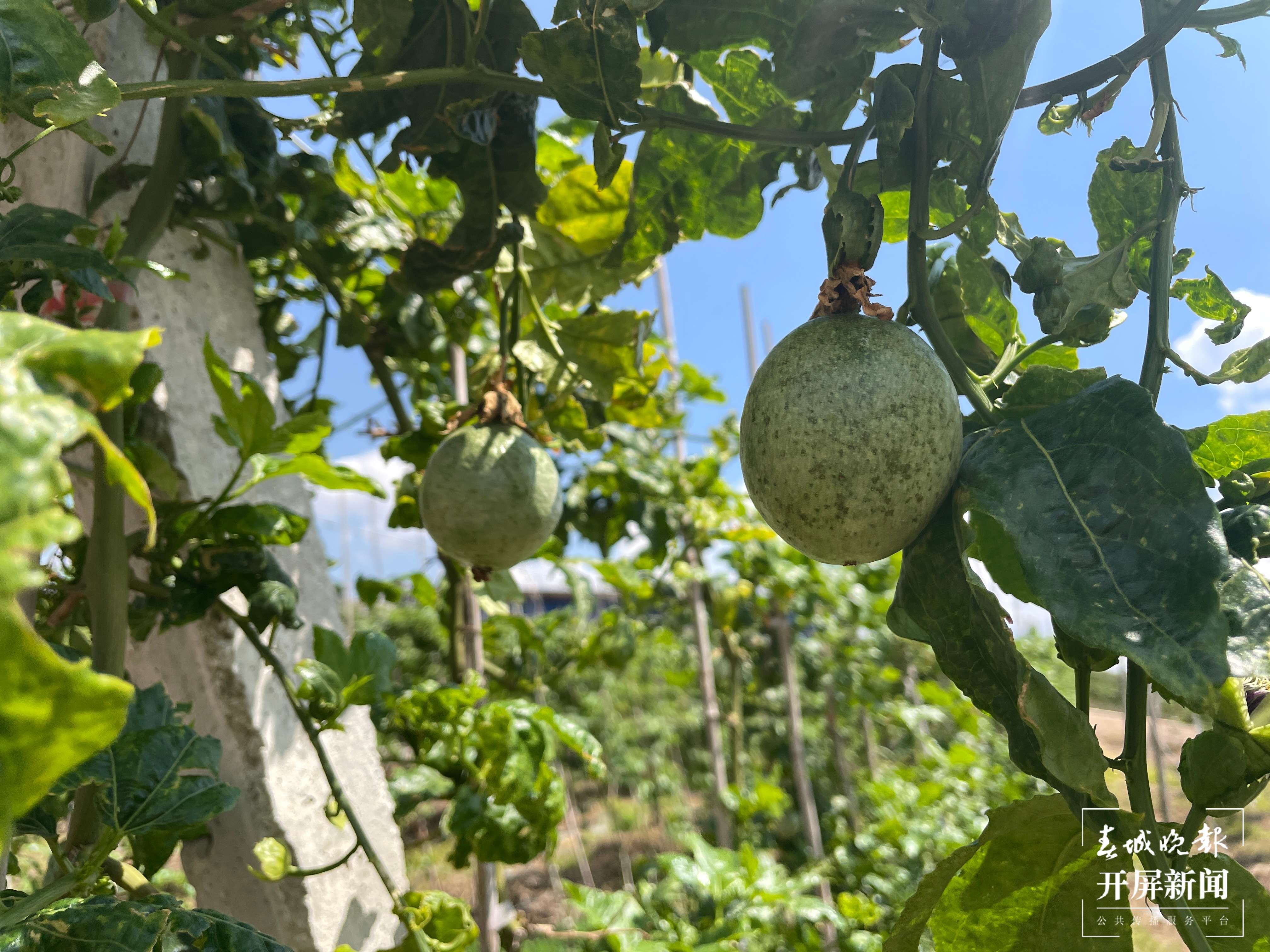 团结兴边看文山｜一颗酸果子的“甜蜜”致富经
