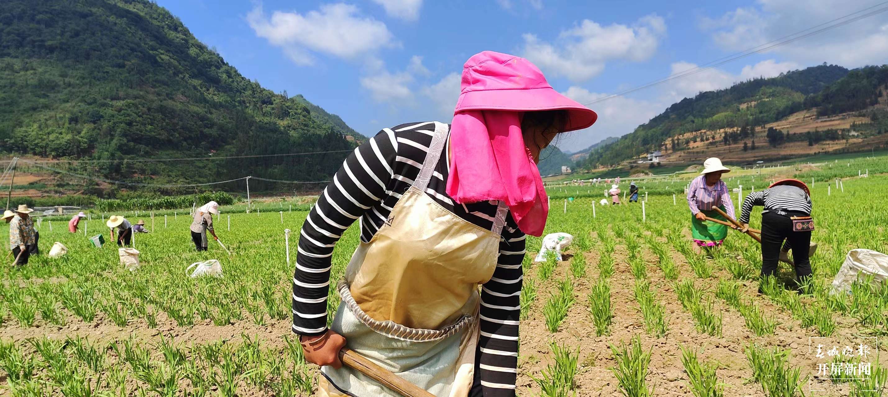 团结兴边看文山｜“4个+模式发展” 马夹冲的韭菜富了群众