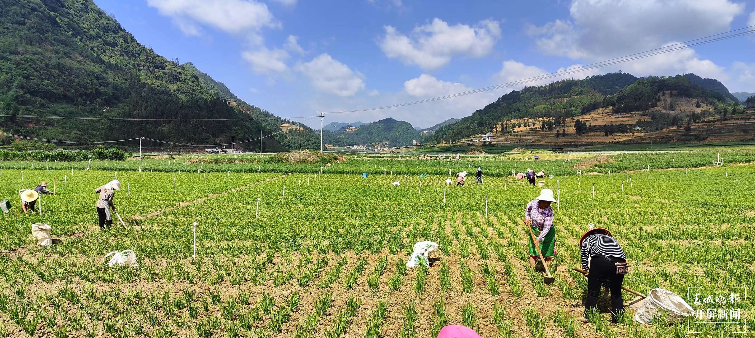 团结兴边看文山｜“4个+模式发展” 马夹冲的韭菜富了群众
