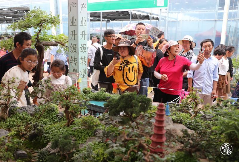 昆明宜良花街节：逛花街买鲜花 花海人潮庆端午1.jpg