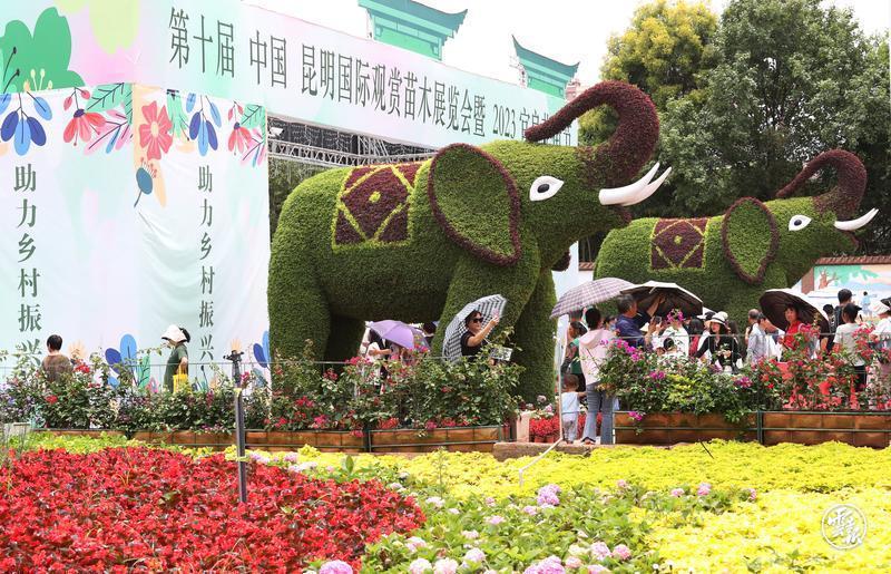 昆明宜良花街节：逛花街买鲜花 花海人潮庆端午.jpg