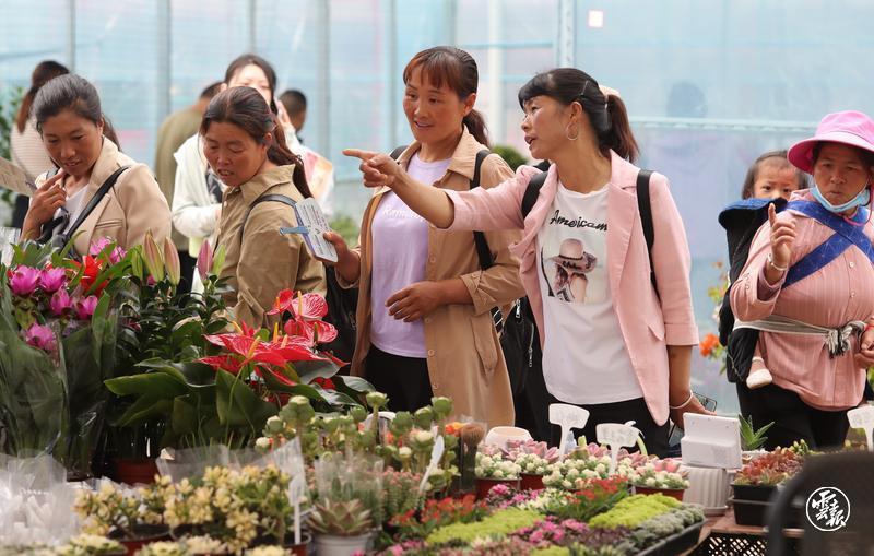 昆明宜良花街节：逛花街买鲜花 花海人潮庆端午7.jpg