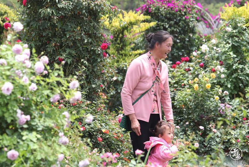 昆明宜良花街节：逛花街买鲜花 花海人潮庆端午8.jpg
