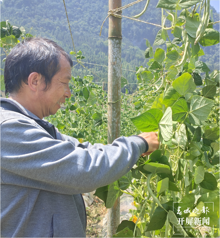 新华乡：四季豆成为致富“小金豆”3.png