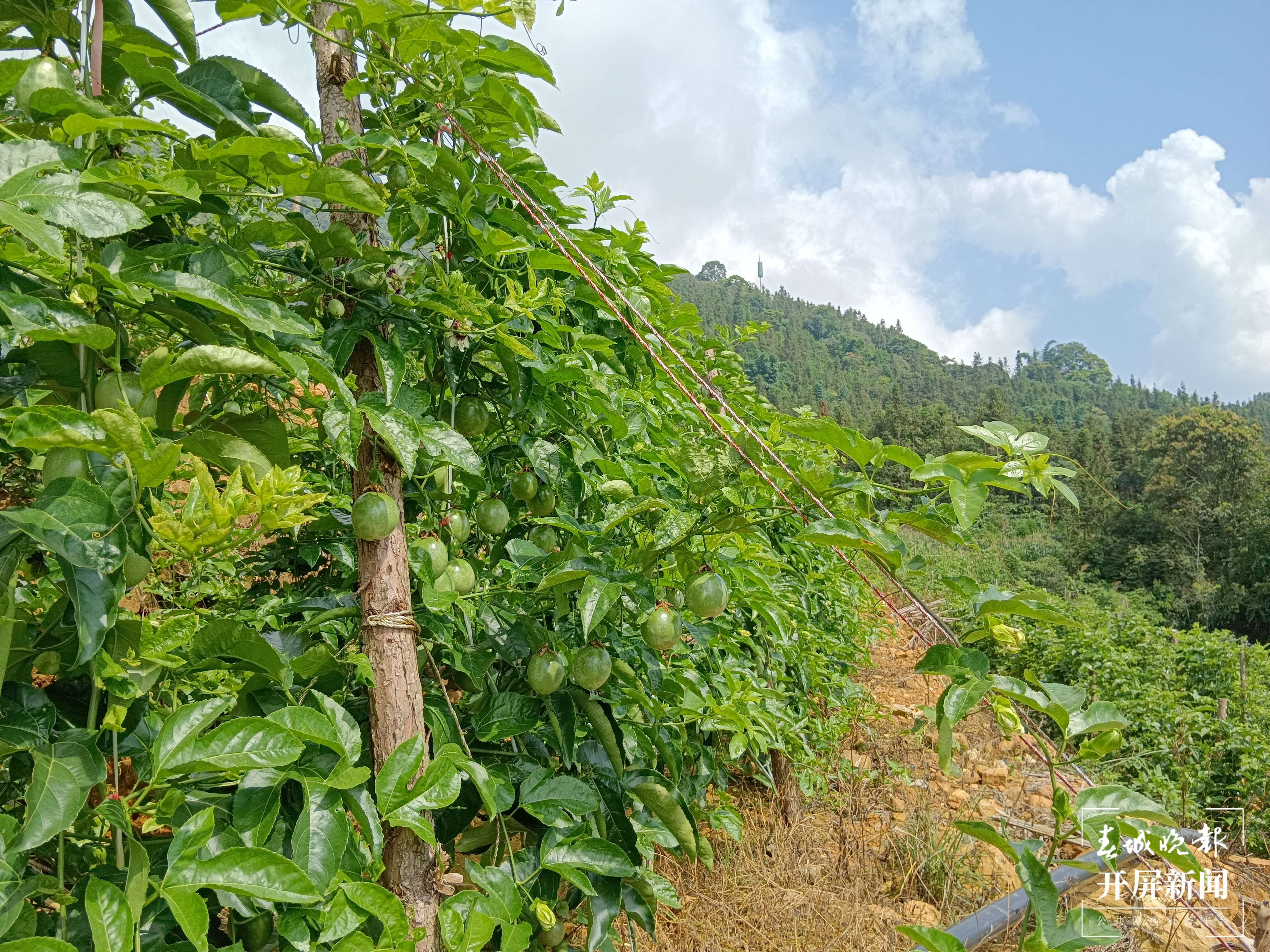 山水家园 甜蜜屏边 | 小小百香果开启农民增收致富新渠道