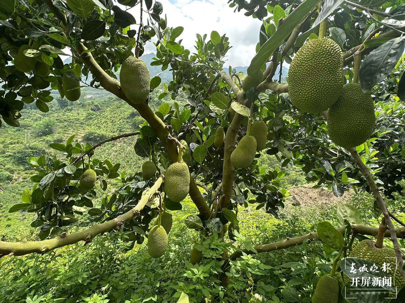 山水家园 甜蜜屏边｜发挥热区优势，做优“一村一品”