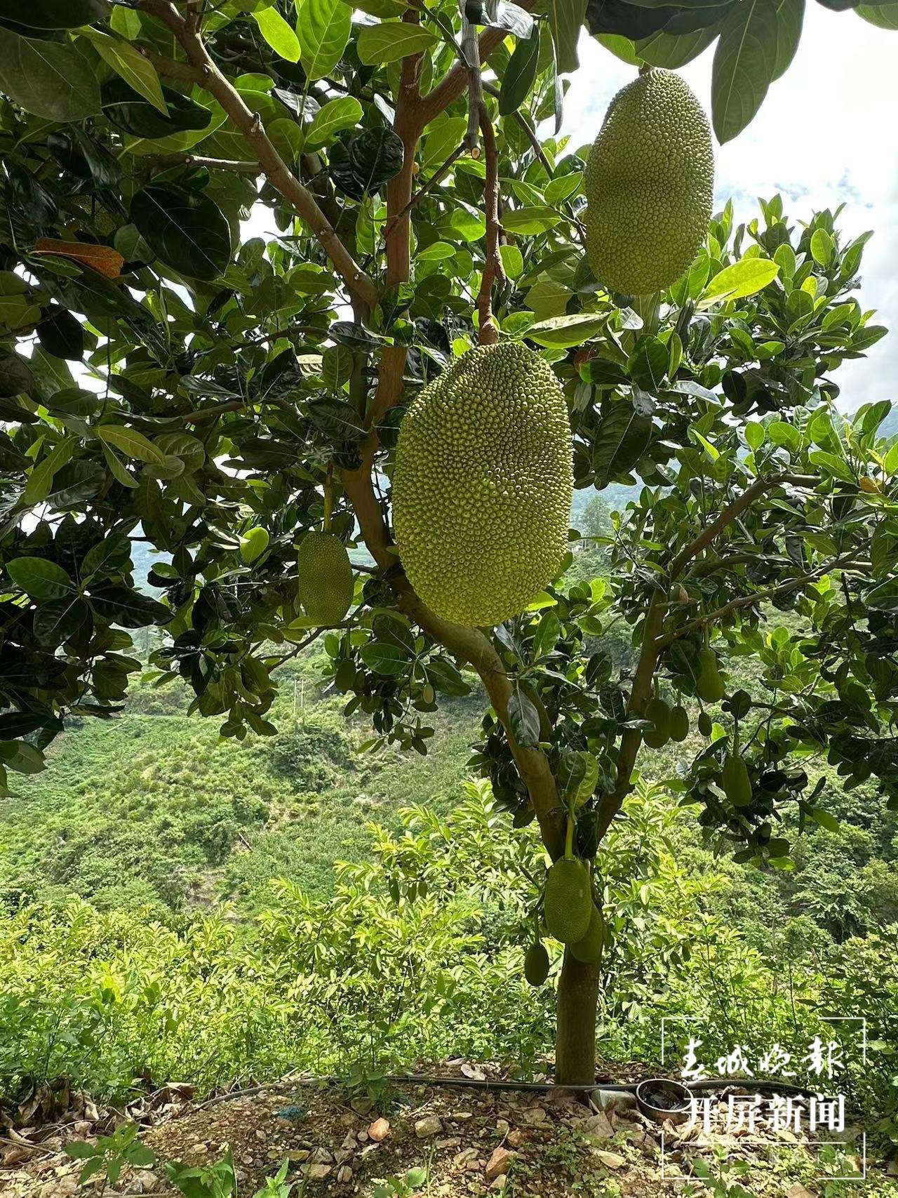 山水家园 甜蜜屏边｜发挥热区优势，做优“一村一品”