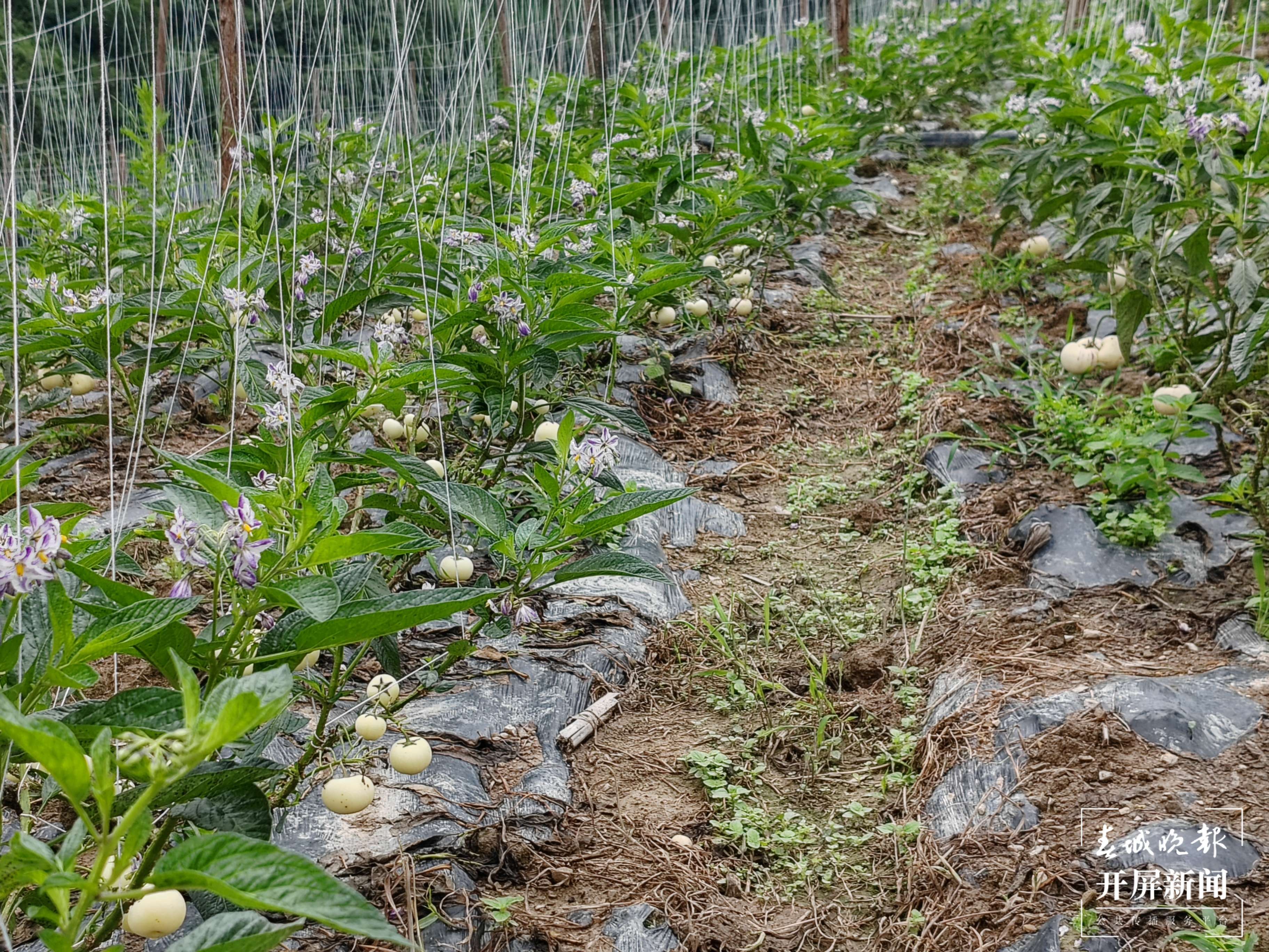 山水家园 甜蜜屏边丨致富“金果果”开启幸福新“人参”