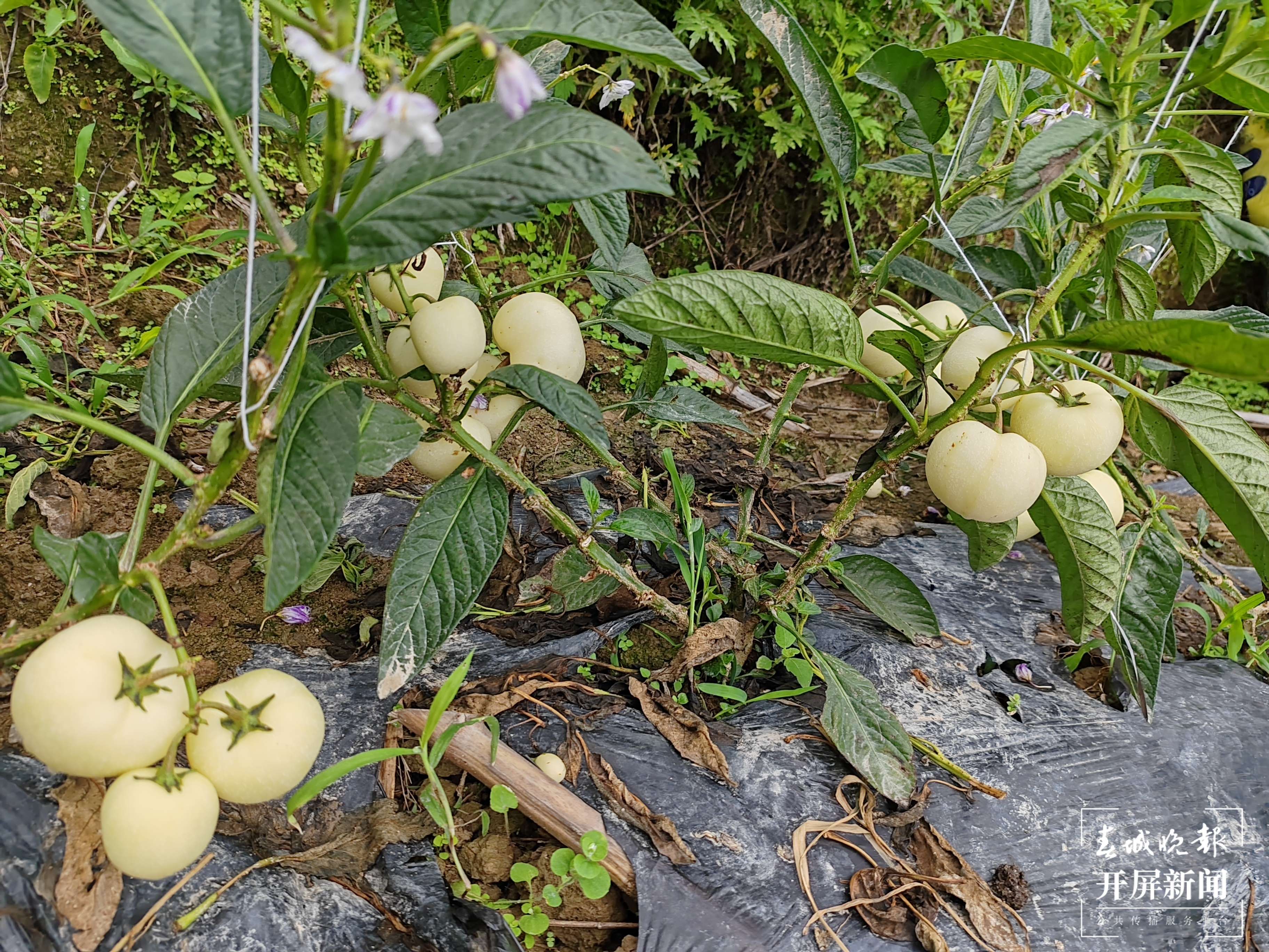 山水家园 甜蜜屏边丨致富“金果果”开启幸福新“人参”