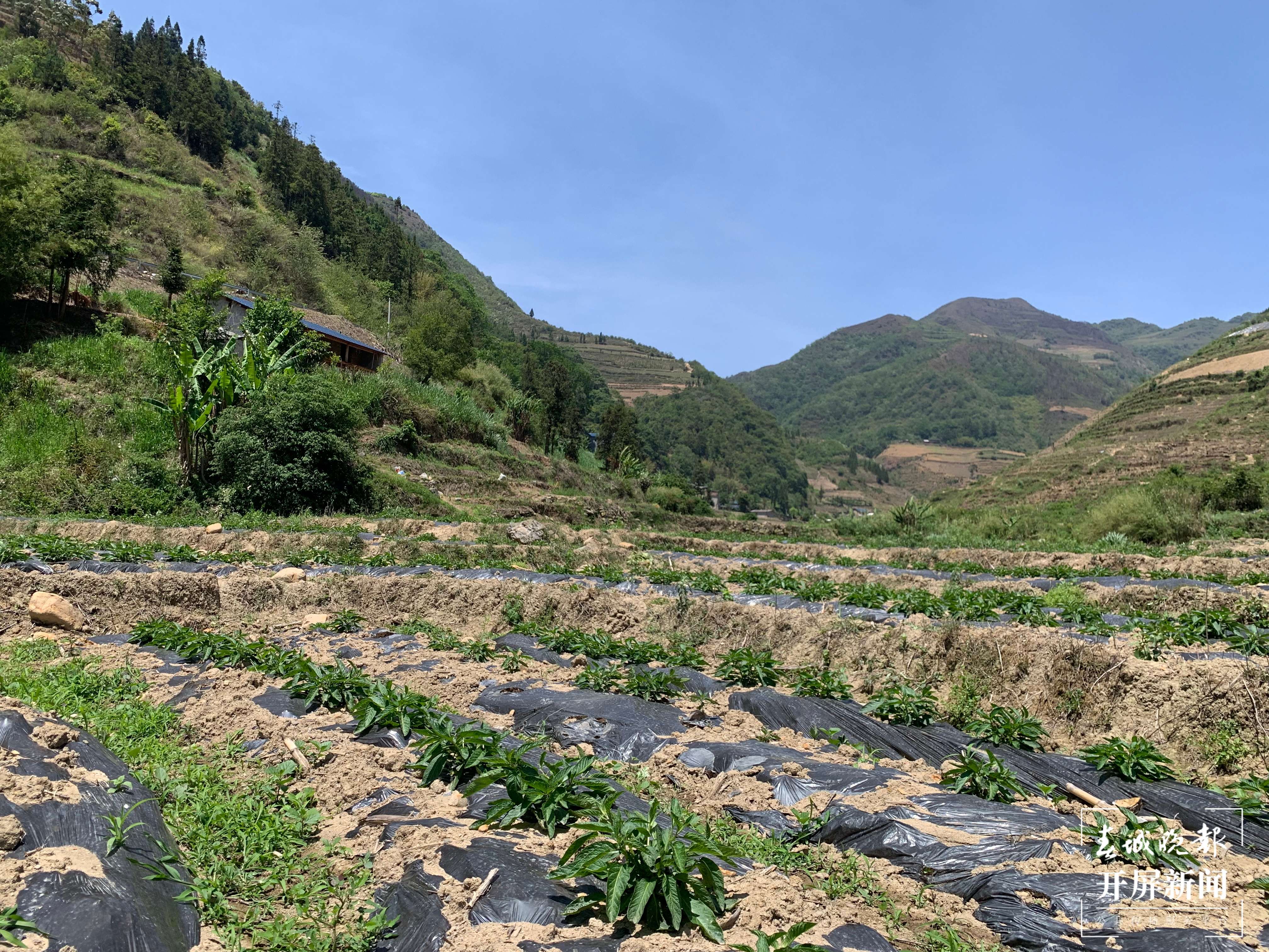 山水家园 甜蜜屏边丨致富“金果果”开启幸福新“人参”