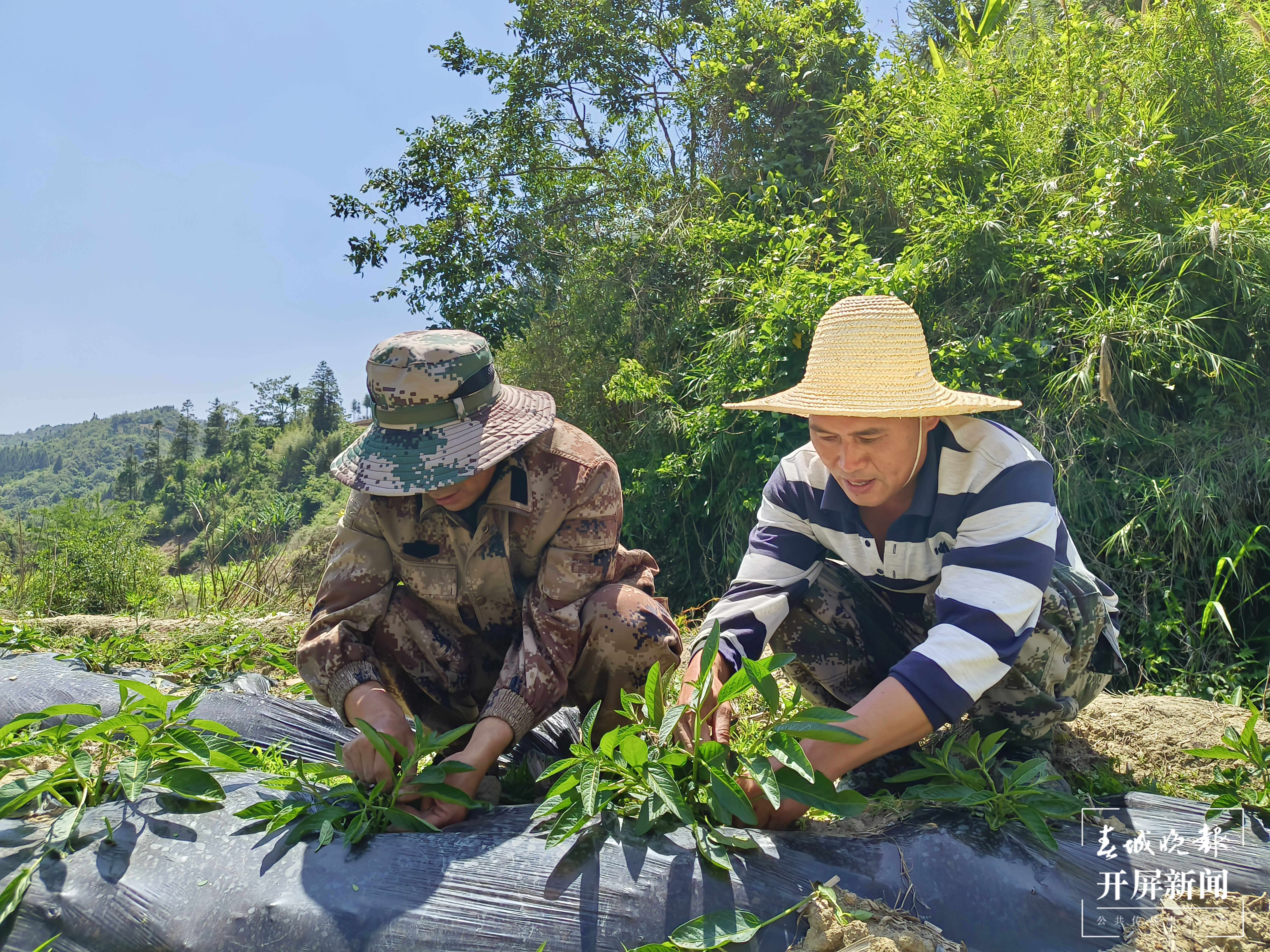 山水家园 甜蜜屏边丨致富“金果果”开启幸福新“人参”